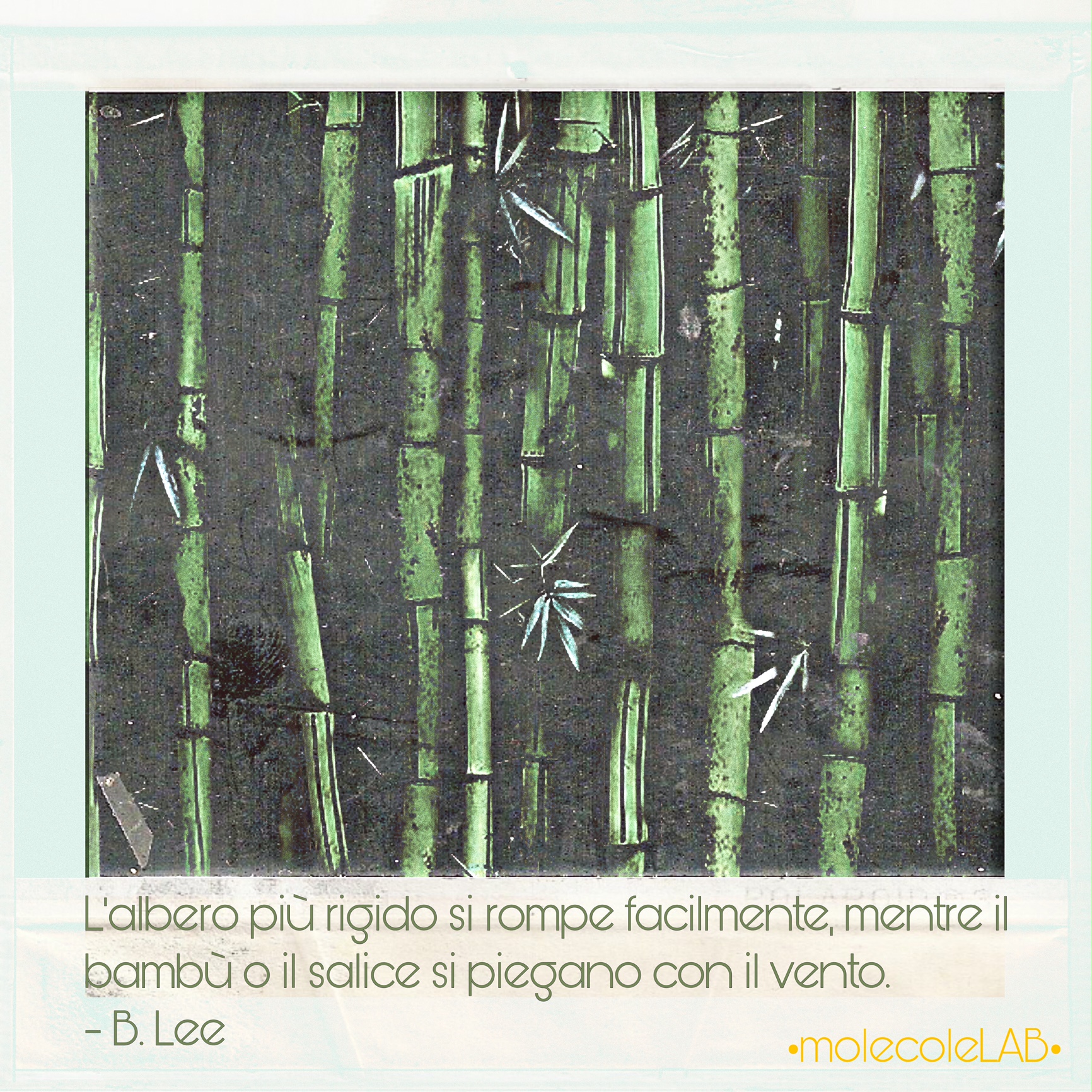 PARLANDO DI TERRA… CHE ALBERO SEI?